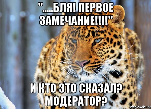 ".....бля! Первое замечание!!!!" И КТО ЭТО СКАЗАЛ? МОДЕРАТОР?, Мем Недовольный кот