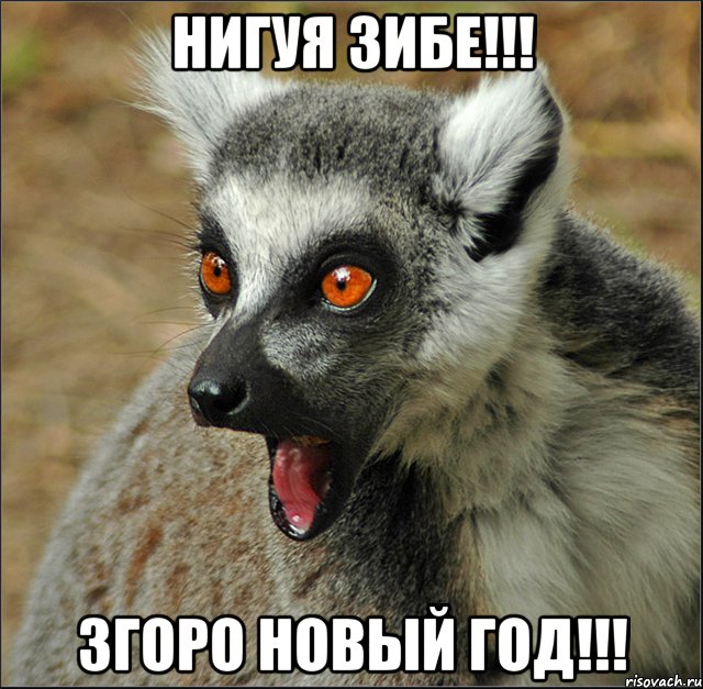 НИГУЯ ЗИБЕ!!! ЗГОРО НОВЫЙ ГОД!!!, Мем лемур