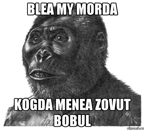 Blea my morda kogda menea zovut bobul, Мем обезьяна