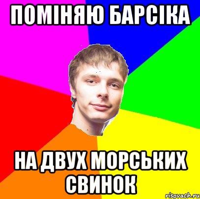 Поміняю барсіка на двух морських свинок