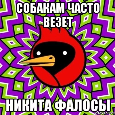 собакам часто везет Никита фалосы, Мем Омская птица