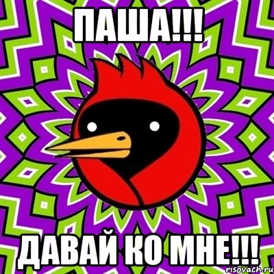Паша!!! Давай ко мне!!!, Мем Омская птица