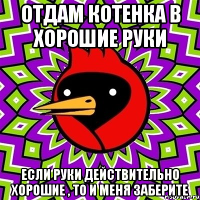 отдам котенка в хорошие руки если руки действительно хорошие , то и меня заберите, Мем Омская птица