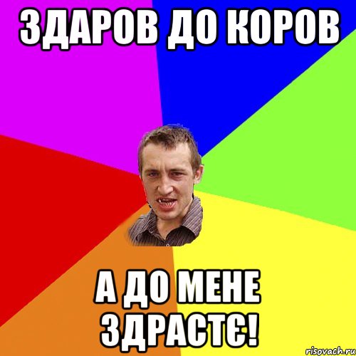 Здаров до коров а до мене здрастє!, Мем Чоткий паца