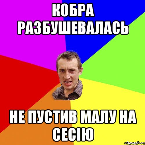 кобра разбушевалась не пустив малу на сесію, Мем Чоткий паца