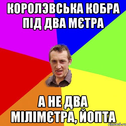 королэвська кобра під два мєтра а не два мілімєтра, йопта, Мем Чоткий паца