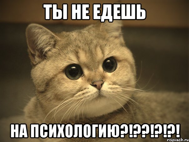 ТЫ НЕ ЕДЕШЬ НА ПСИХОЛОГИЮ?!??!?!?!, Мем Пидрила ебаная котик