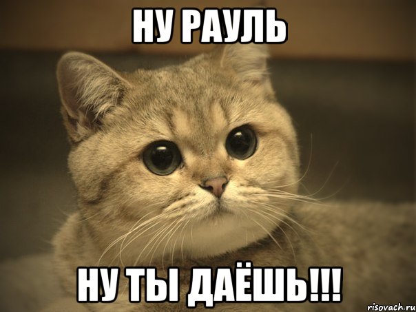 Ну Рауль Ну ты даёшь!!!, Мем Пидрила ебаная котик