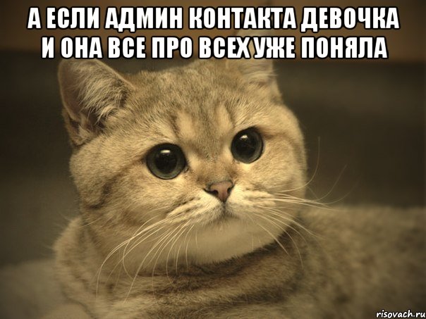 а если админ контакта девочка и она все про всех уже поняла , Мем Пидрила ебаная котик