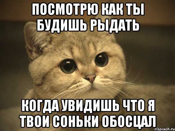 посмотрю как ты будишь рыдать когда увидишь что я твои соньки обосцал, Мем Пидрила ебаная котик