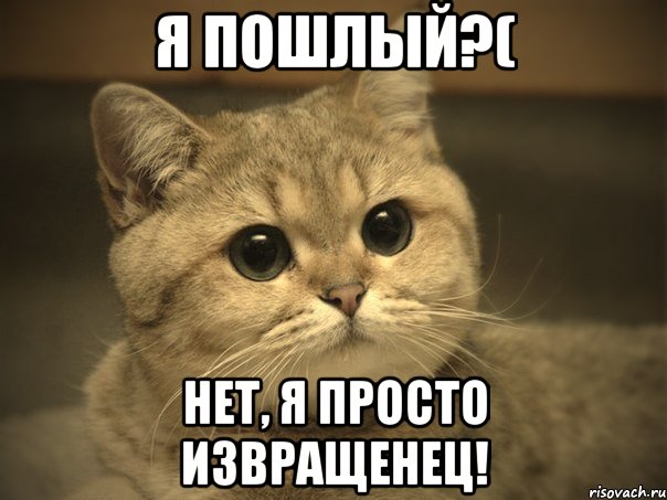 Я пошлый?( Нет, я просто извращенец!, Мем Пидрила ебаная котик