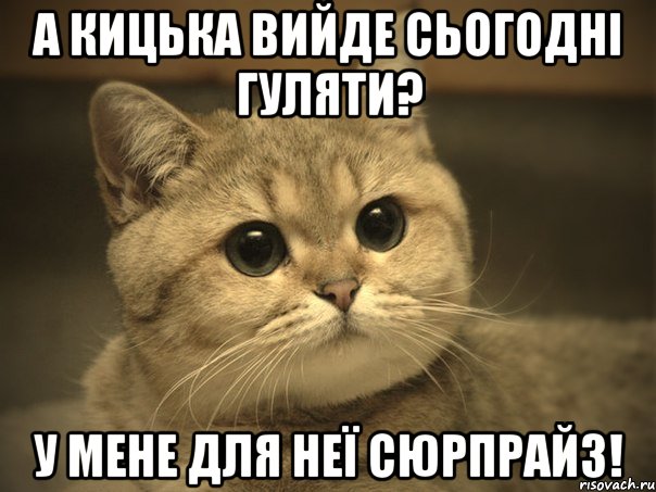 А кицька вийде сьогодні гуляти? у мене для неї сЮрпрайз!, Мем Пидрила ебаная котик