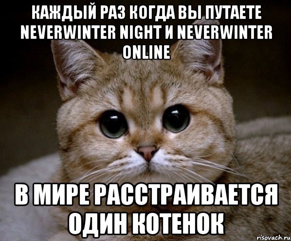 каждый раз когда вы путаете Neverwinter Night и Neverwinter Online В мире расстраивается один котенок, Мем Пидрила Ебаная