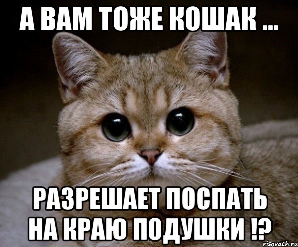 а вам тоже кошак ... разрешает поспать на краю подушки !?, Мем Пидрила Ебаная