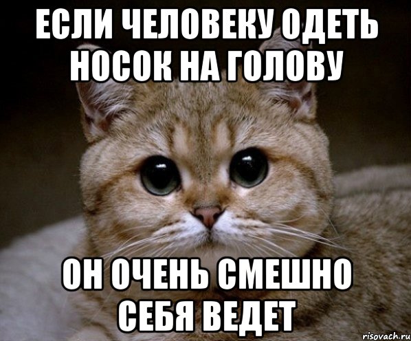 если человеку одеть носок на голову он очень смешно себя ведет, Мем Пидрила Ебаная