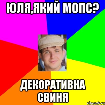 юля,який мопс? декоративна свиня