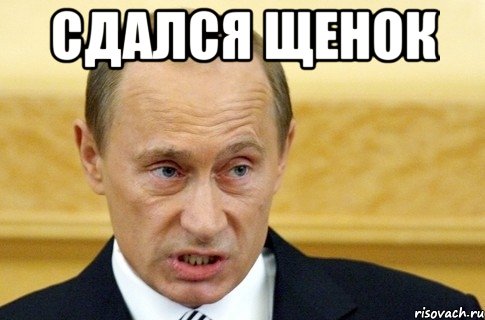 сдался щенок , Мем путин