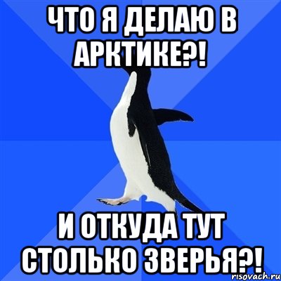 что я делаю в Арктике?! и откуда тут столько зверья?!, Мем  Социально-неуклюжий пингвин