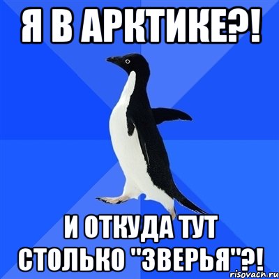 Я в Арктике?! и откуда тут столько "зверья"?!, Мем  Социально-неуклюжий пингвин