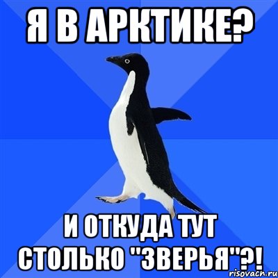 Я в Арктике? и откуда тут столько "зверья"?!, Мем  Социально-неуклюжий пингвин