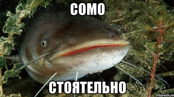 СОМО СТОЯТЕЛЬНО