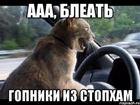 ааа, блеать гопники из стопхам