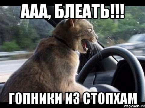 ааа, блеать!!! гопники из стопхам