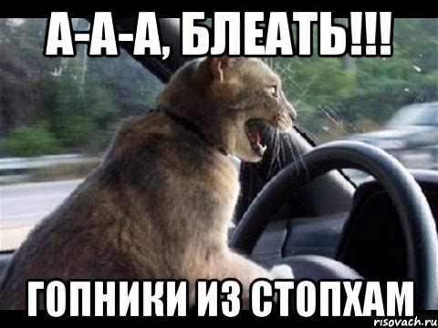 а-а-а, блеать!!! гопники из стопхам