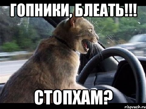 гопники, блеать!!! стопхам?