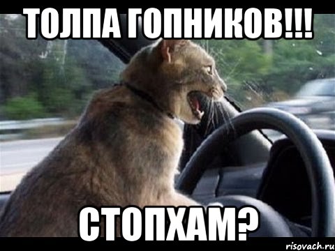 толпа гопников!!! стопхам?