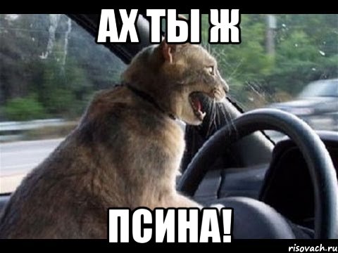 ах ты ж псина!