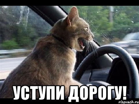  уступи дорогу!