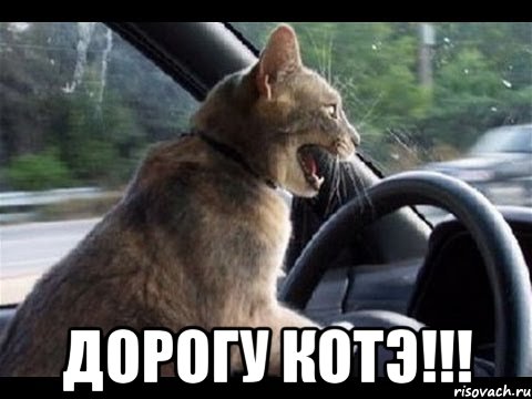  дорогу котэ!!!