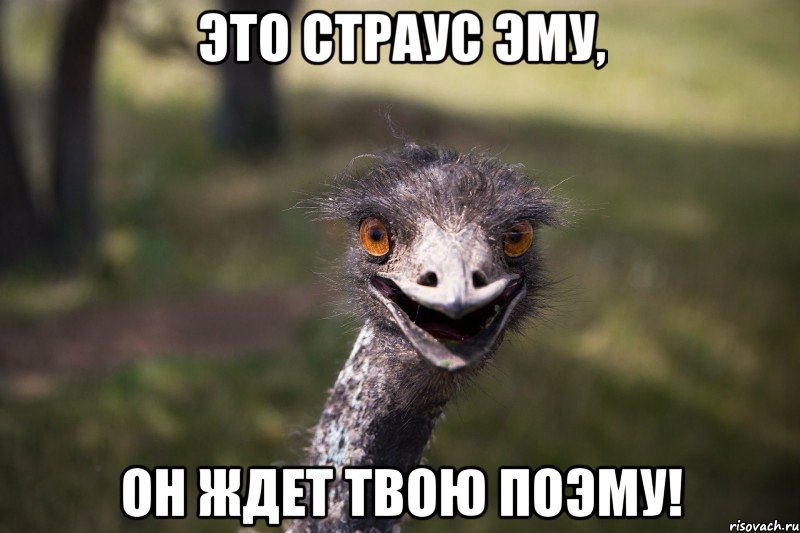 это страус эму, он ждет твою поэму!