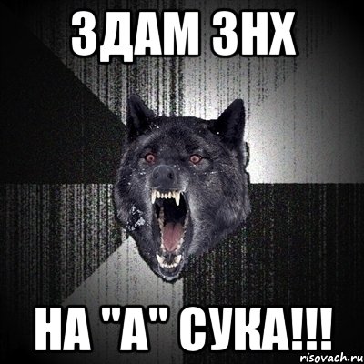 ЗДАМ ЗНХ НА "А" СУКА!!!, Мем Сумасшедший волк