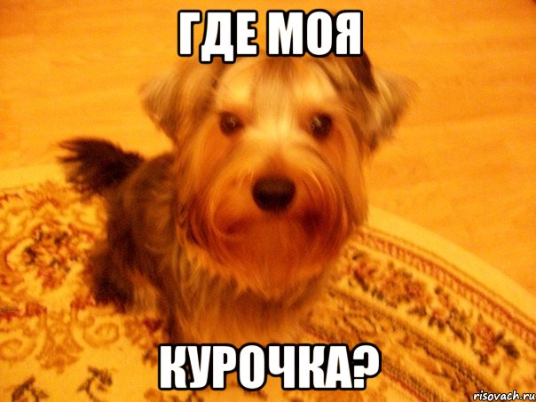 где моя курочка?