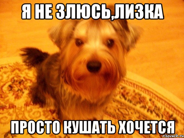 я не злюсь,лизка просто кушать хочется