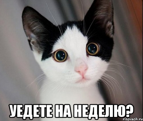  уедете на неделю?
