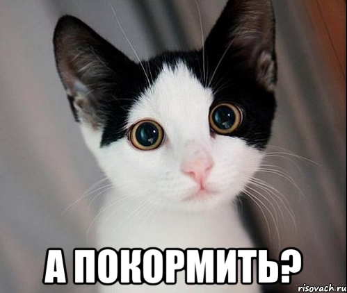  а покормить?