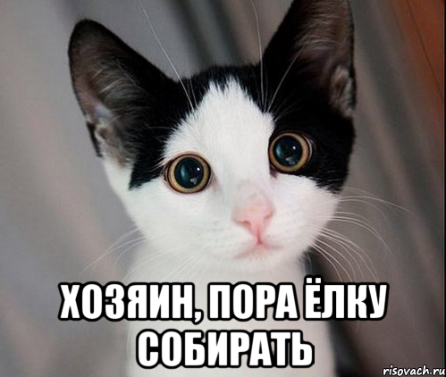  хозяин, пора ёлку собирать