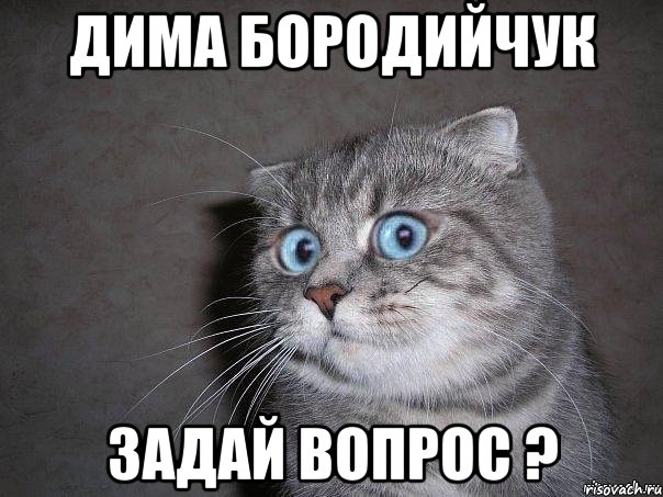 Дима Бородийчук Задай вопрос ?, Мем  удивлённый кот