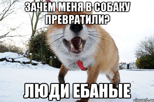 зачем меня в собаку превратили? люди ебаные