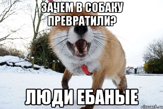 зачем в собаку превратили? люди ебаные