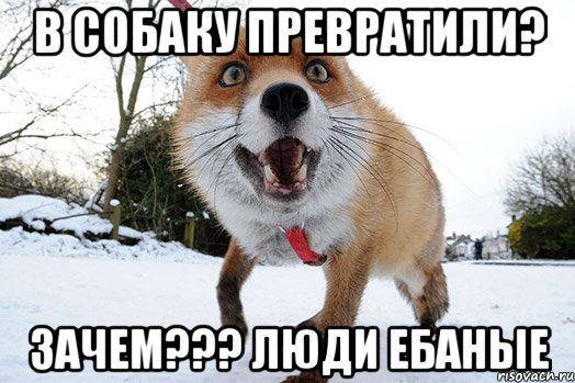 в собаку превратили? зачем??? люди ебаные
