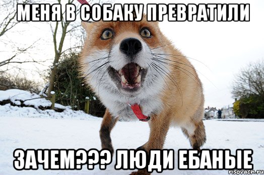 меня в собаку превратили зачем??? люди ебаные