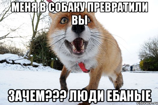 меня в собаку превратили вы зачем??? люди ебаные