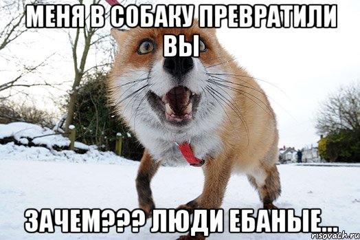 меня в собаку превратили вы зачем??? люди ебаные...