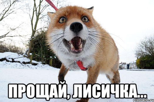  прощай, лисичка...