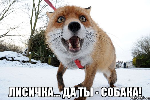  лисичка... да ты - собака!