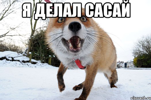 Я делал сасай 